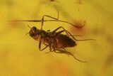 Fossil Dance Fly (Empididae) & Diptera In Baltic Amber #81732-3